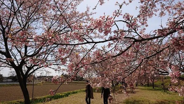 北浅羽桜堤公園の写真・動画_image_352923