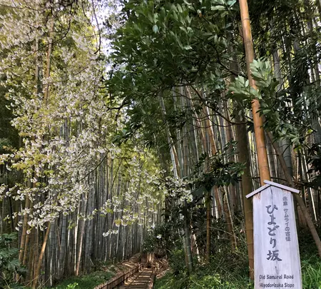 佐倉サムライの古径 ひよどり坂の写真・動画_image_353108