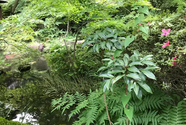 奥湯河原温泉 青巒荘（せいらんそう）の写真・動画_image_359636