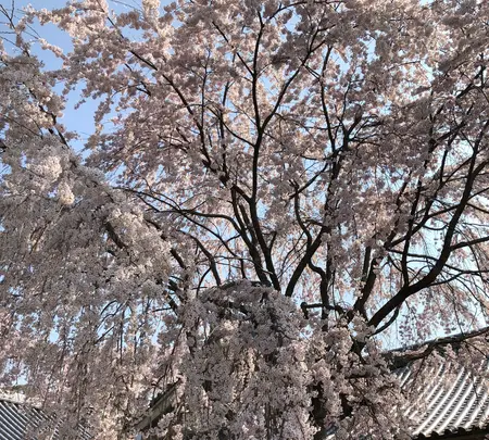 醍醐寺の写真・動画_image_371490