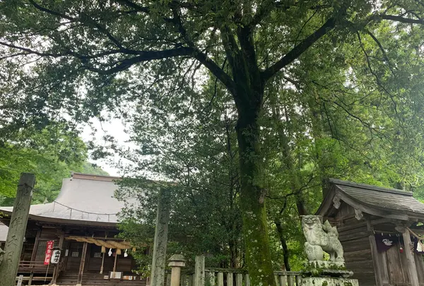 熊野神社の写真・動画_image_372010