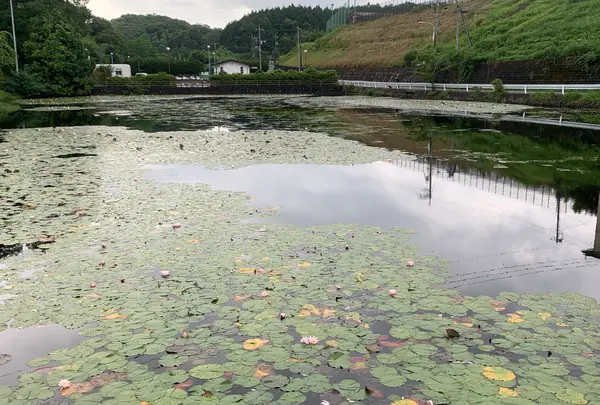 上野池の写真・動画_image_372645