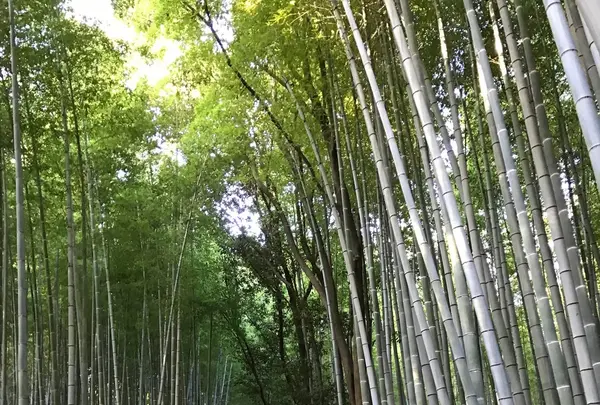嵐山 竹林の小径の写真・動画_image_375884