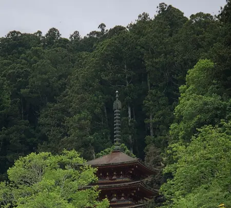 長谷寺の写真・動画_image_377979