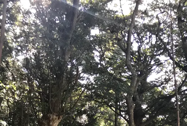 泉神社の写真・動画_image_384655