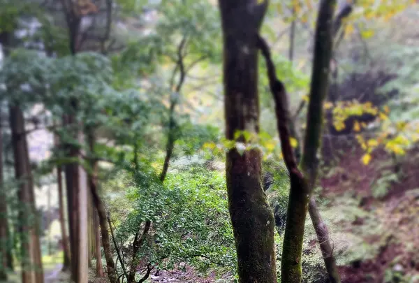 榛名神社の写真・動画_image_401802
