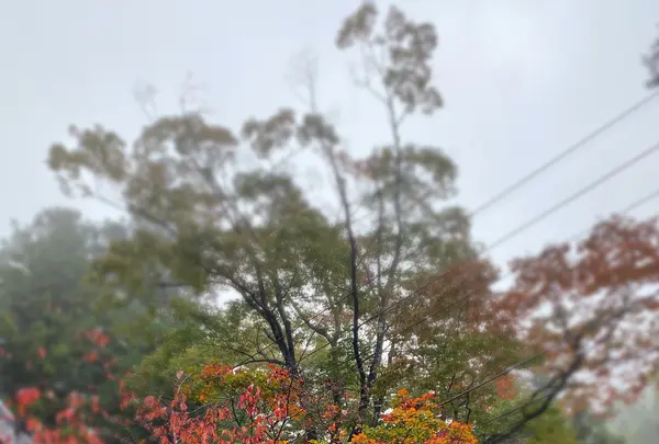 榛名神社の写真・動画_image_401851