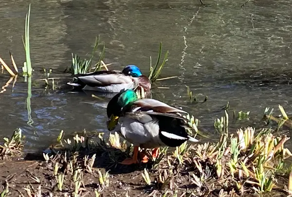 宝来公園の写真・動画_image_414163