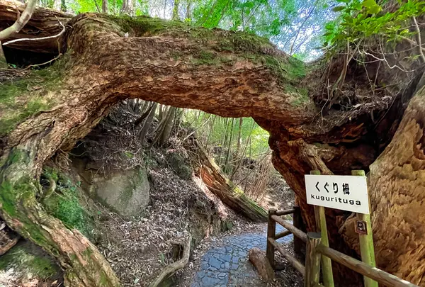 屋久島自然休養林（ヤクスギランド）の写真・動画_image_417116
