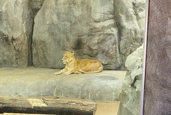 よこはま動物園ズーラシアの写真・動画_image_417729