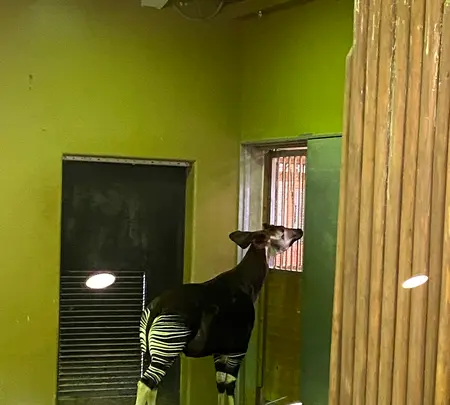 よこはま動物園ズーラシアの写真・動画_image_417731