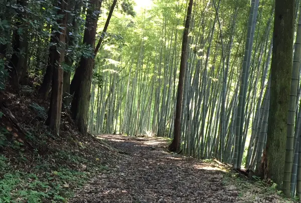 旧東海道宇津ノ谷口の写真・動画_image_419023