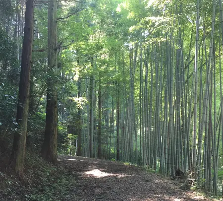 旧東海道宇津ノ谷口の写真・動画_image_419025