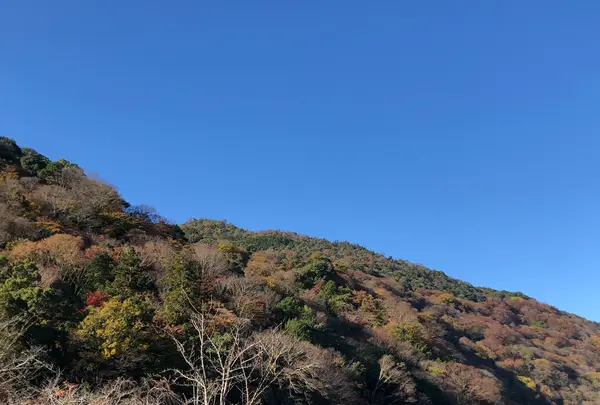 嵐山の写真・動画_image_421601