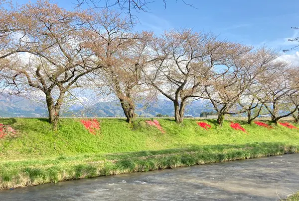 あさひ舟川「春の四重奏」の写真・動画_image_425956