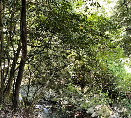 須雲川自然探勝歩道の写真・動画_image_432372