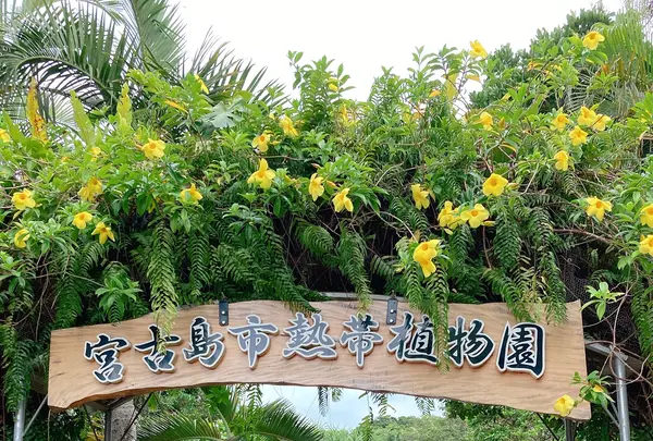 宮古島市熱帯植物園の写真・動画_image_436787