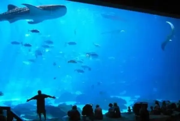 Shanghai Ocean Aquariumの写真・動画_image_449533