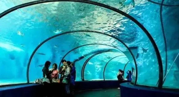 Shanghai Ocean Aquariumの写真・動画_image_449534