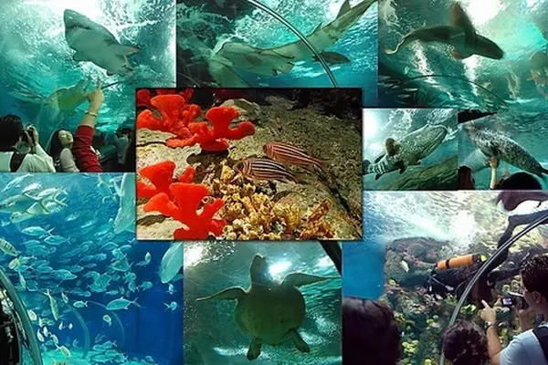 Shanghai Ocean Aquariumの写真・動画_image_449535