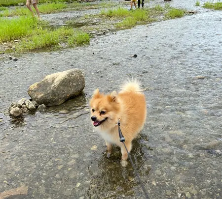 倉敷ダムの写真・動画_image_454190