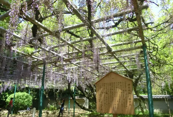 住吉神社の写真・動画_image_456861
