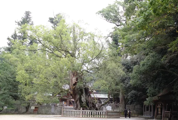 大山祇神社の写真・動画_image_460508