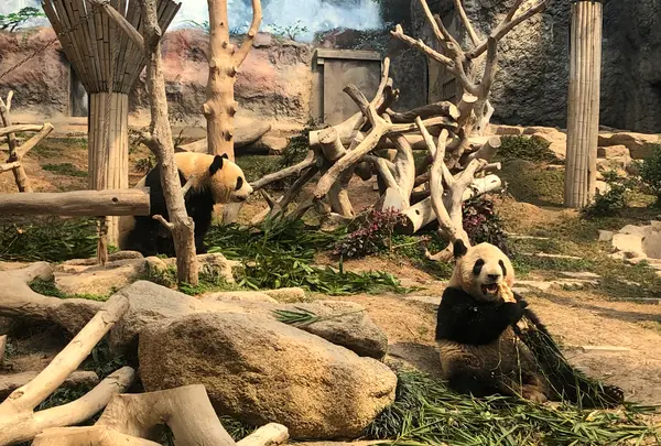 Macao Giant Panda Pavilionの写真・動画_image_461826