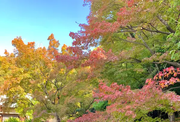 松山城二之丸史跡庭園の写真・動画_image_472524