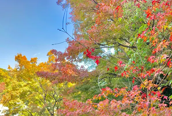 松山城二之丸史跡庭園の写真・動画_image_472540