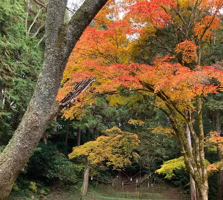 サムハラ神社 奥の院の写真・動画_image_477183