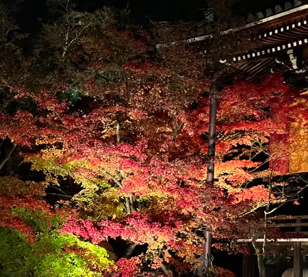 永観堂（禅林寺）の写真・動画_image_479127