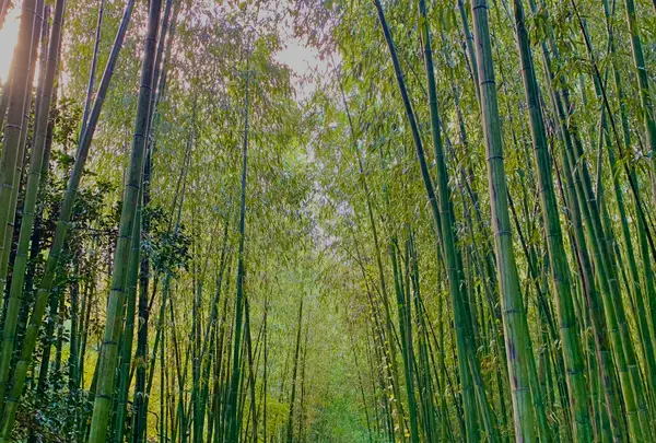 嵐山 竹林の小径の写真・動画_image_479378