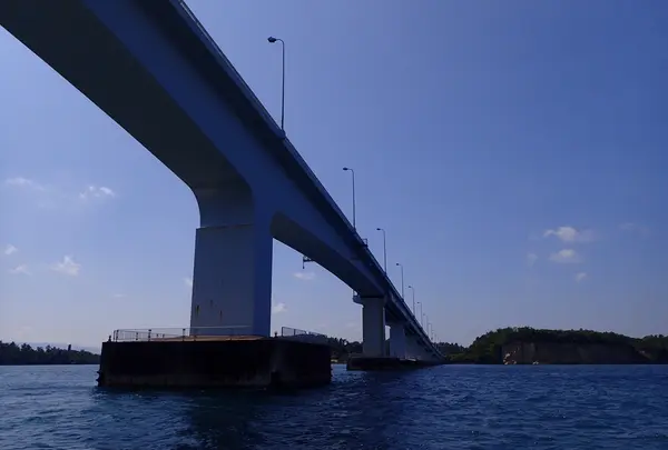ドルフィンスマイルの写真・動画_image_485553