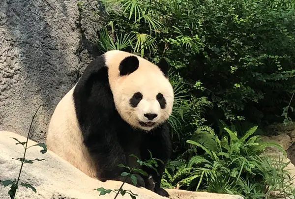 Macao Giant Panda Pavilionの写真・動画_image_491085