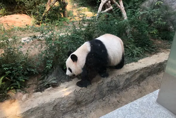 Macao Giant Panda Pavilionの写真・動画_image_491086