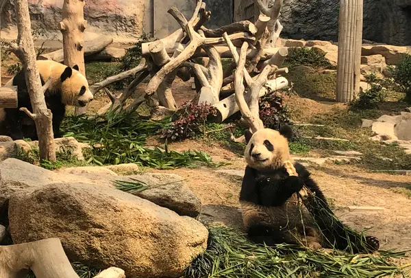Macao Giant Panda Pavilionの写真・動画_image_491087