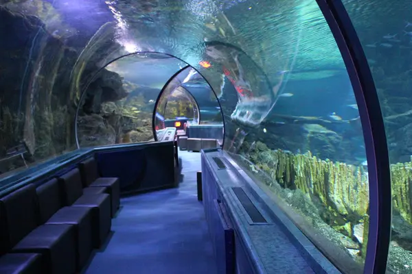Under Water World（アンダーウォーターワールド）の写真・動画_image_496055