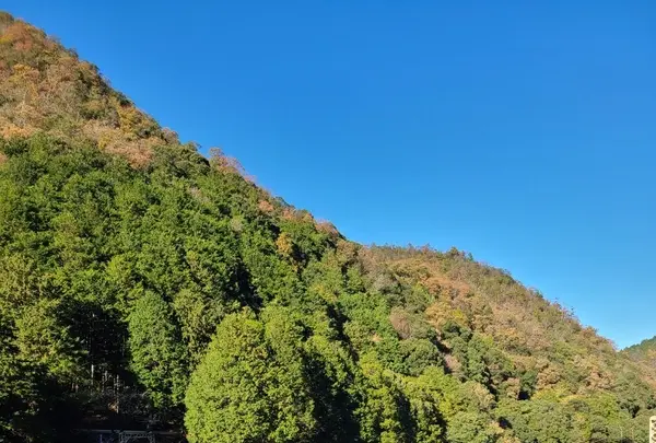 嵯峨野トロッコ列車の写真・動画_image_496170
