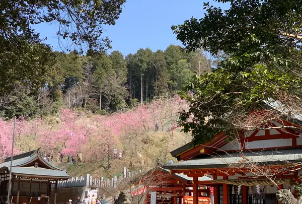 大縣神社の写真・動画_image_500673