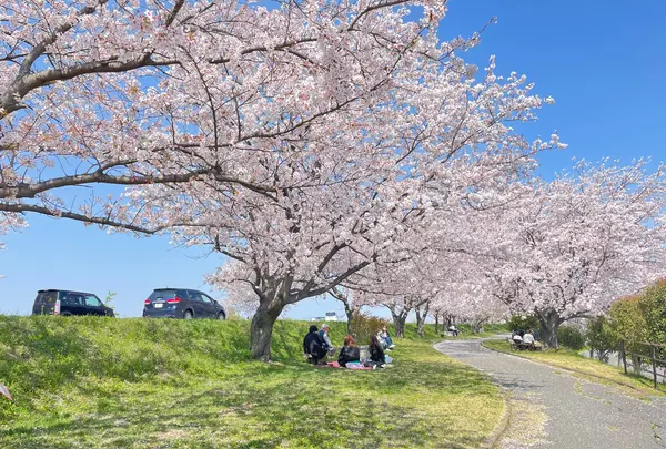 大榑川堤の桜並木の写真・動画_image_507297
