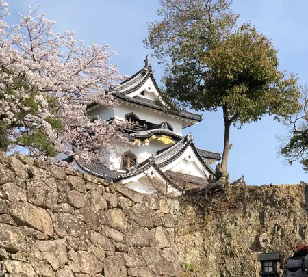 彦根城の写真・動画_image_507317