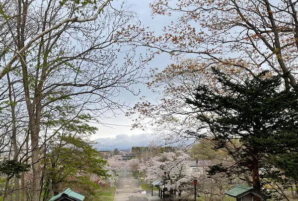 岩内神社の写真・動画_image_518123