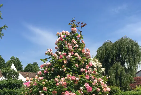 The Rose Garden of Provinsの写真・動画_image_519430