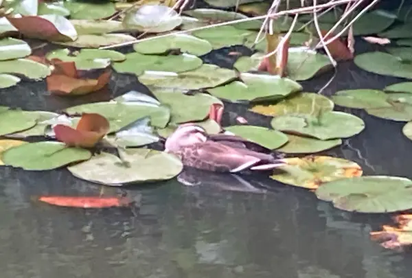 大平公園の写真・動画_image_527569