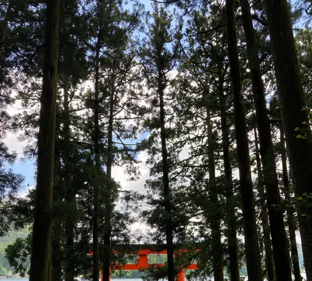 箱根神社 平和の鳥居の写真・動画_image_534172