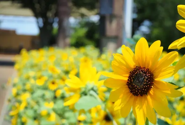 船橋アンデルセン公園の写真・動画_image_536662