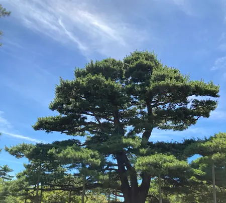 兼六園桂坂口の写真・動画_image_538058