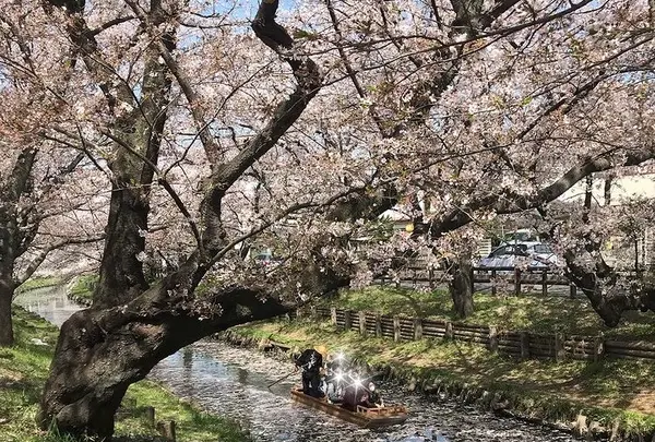 川越氷川神社の写真・動画_image_547809