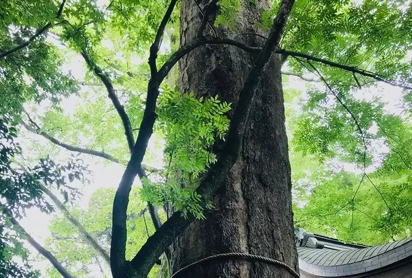 川越氷川神社の写真・動画_image_547810